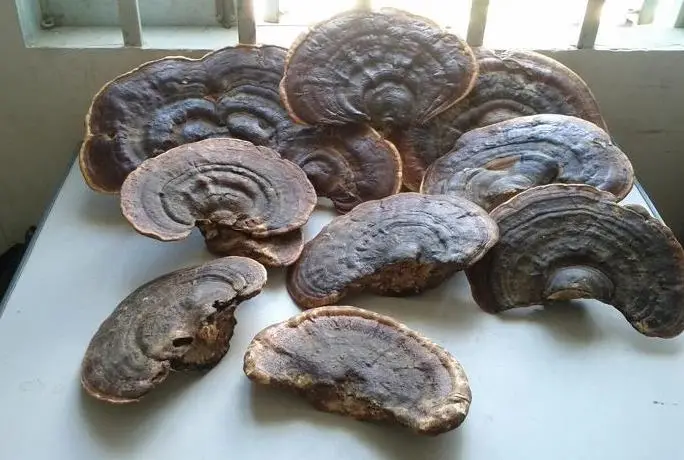 High Quality Dry Reishi Mushroom (Lingzhi) Competitive Price From Vietnam