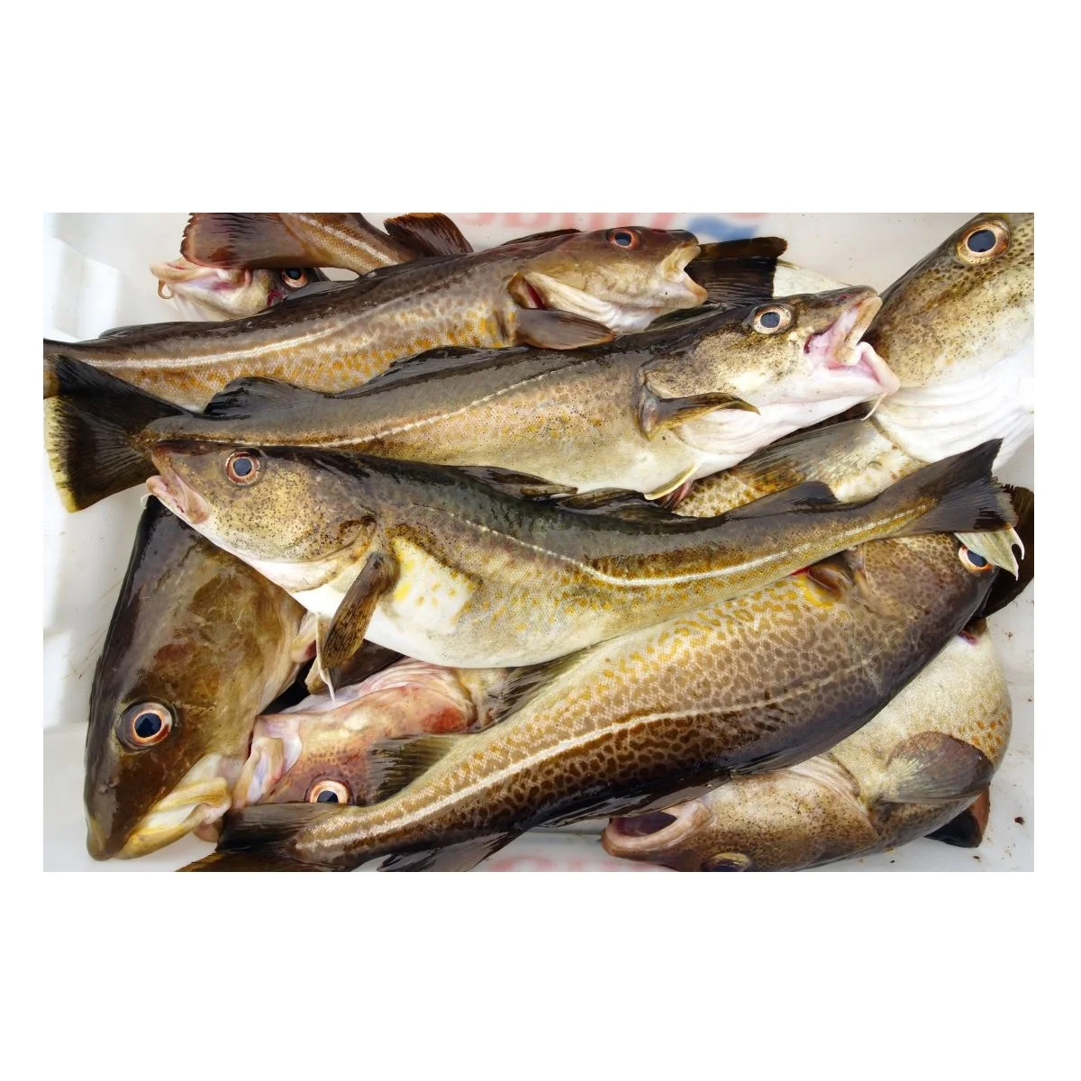 High Quality Frozen Atlantic Cod Fish Available For Sale At Low Price