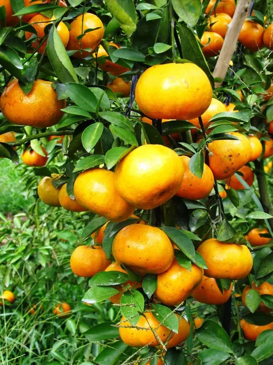 Cheap Bulk Air Dried Dehydrated Tangerine Peel Dry Orange Peel Spices