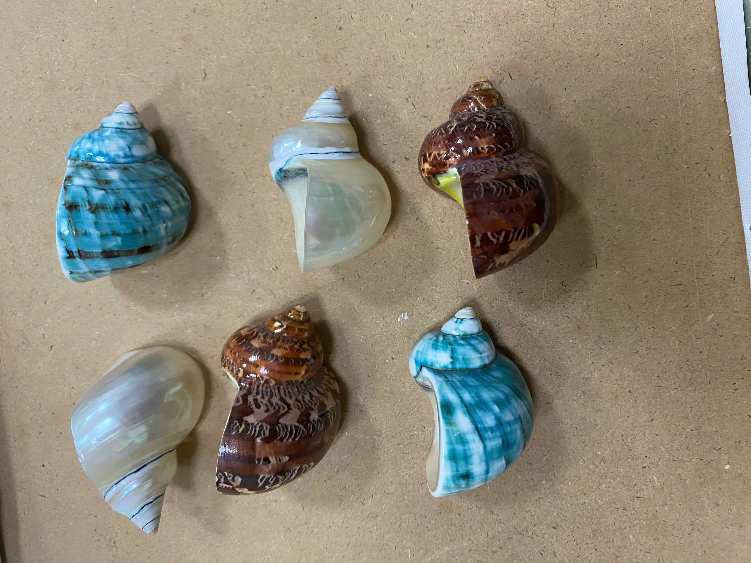 Natural Mother of Pearl Conch Shells for Crafts or Art Decoration Beautiful Designs at Reasonable Prices From Vietnam