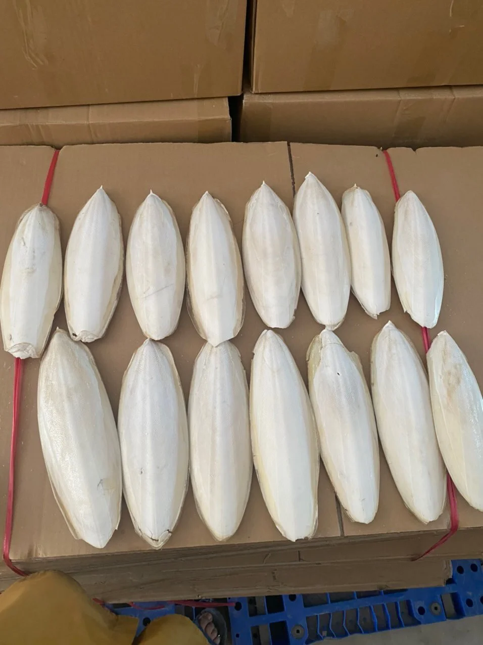 Wholesales Cuttlefish Bone for Pet with Cheap Price Top Grade Cuttlefish Bone for Sale