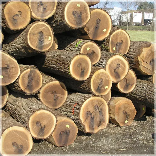 Premium Walnut Logs Walnut Logs for Sale