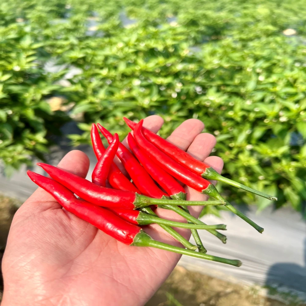Fresh Red Chilli High Quality For Export Good Price Low Moq Hot Selling