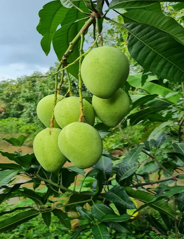 Fresh Mango From Viet Nam Best Price High Premium Quality 100 Natural