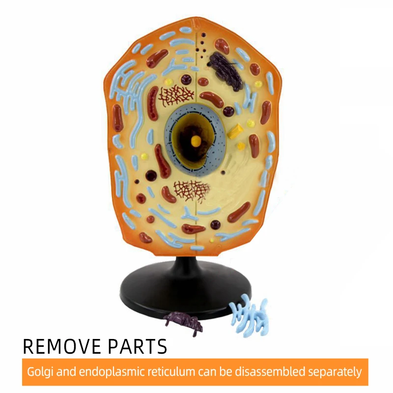 product teaching resources medical science animal cell model-7