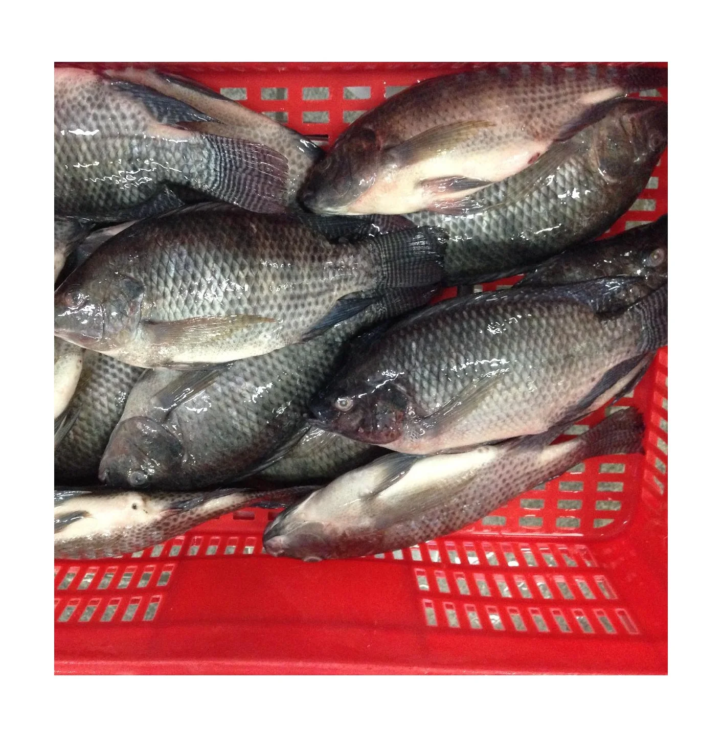 Frozen Tilapia Export,300500g Whole Round Tilapia Fish Buy Gutted