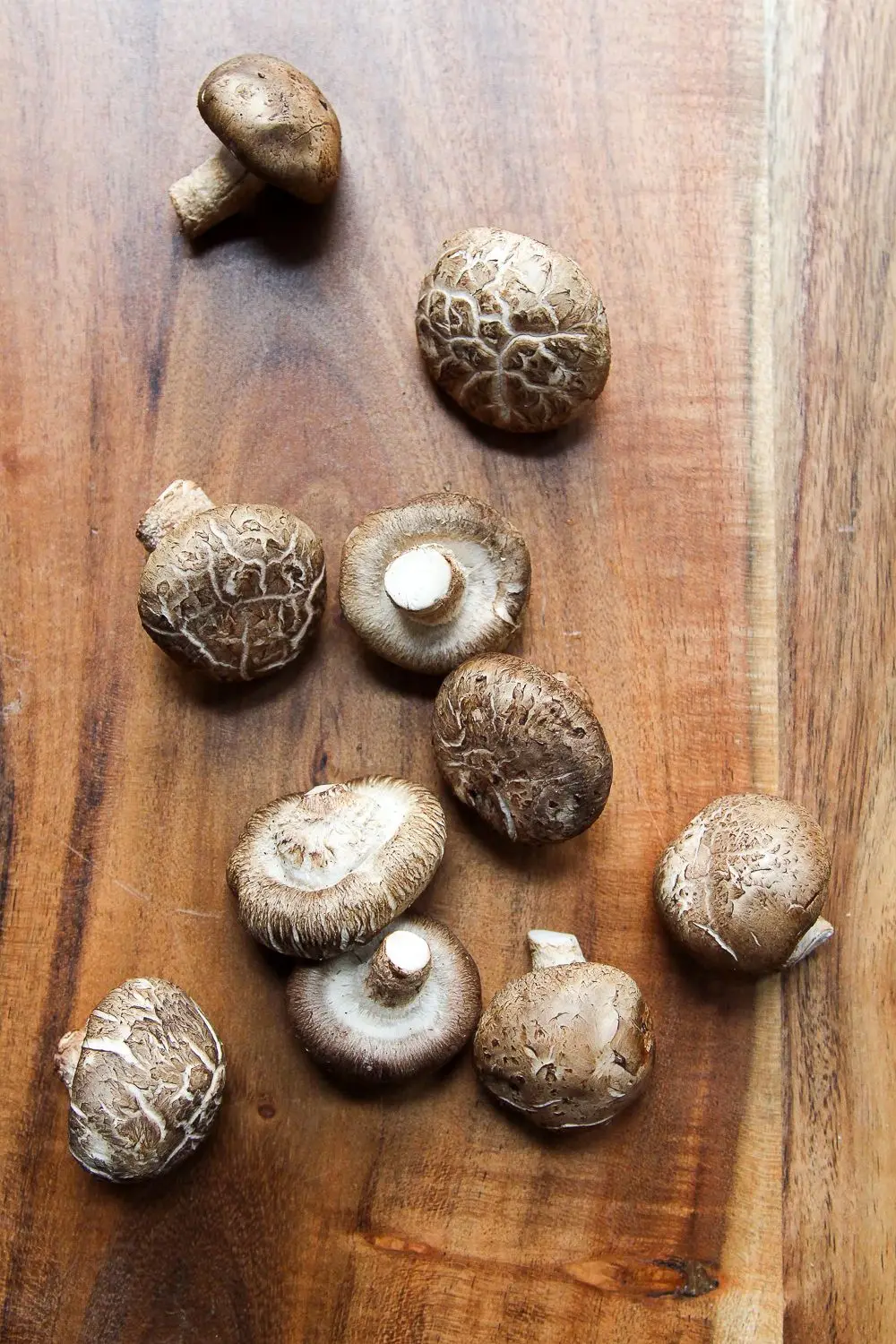 FRESH  MUSHROOM CREATE DRIED MUSHROOM or CANNED MUSHROOM