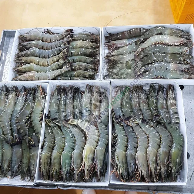 Frozen Fresh Shrimp Seafood Black Tiger Prawn Oem Box Style Packaging