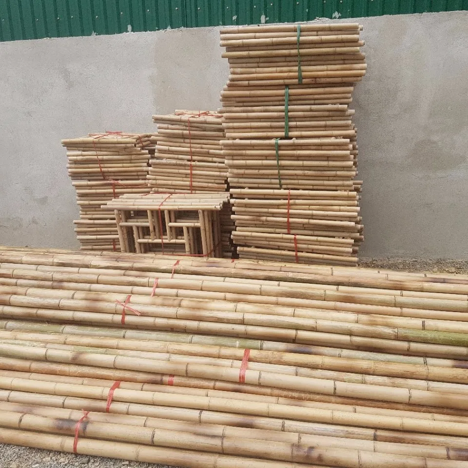 bambus sichtschutz nicht wuchernd Bambus Fargesia robusta Pingwu nicht wuchernd immergrün 80cm 23cm für