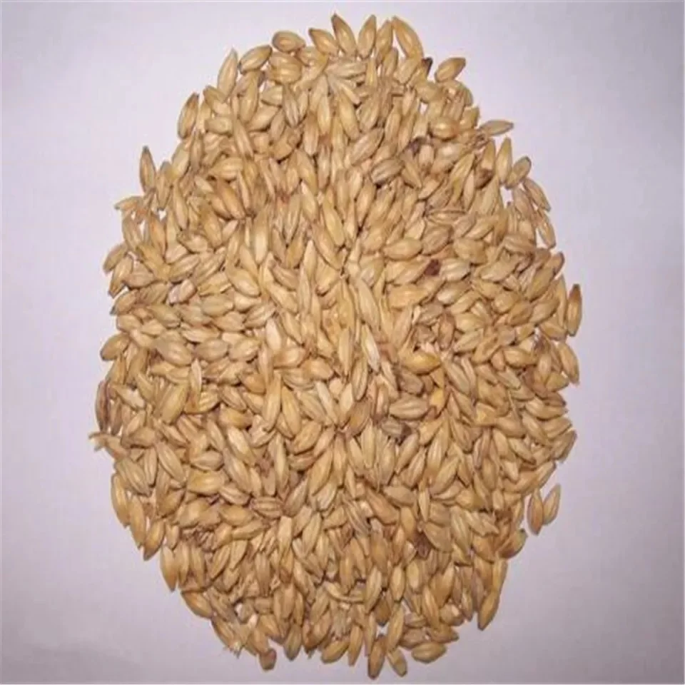 100 Malt Barley,Hulled Barley,Pearl Barley For Sal Animal Feed And