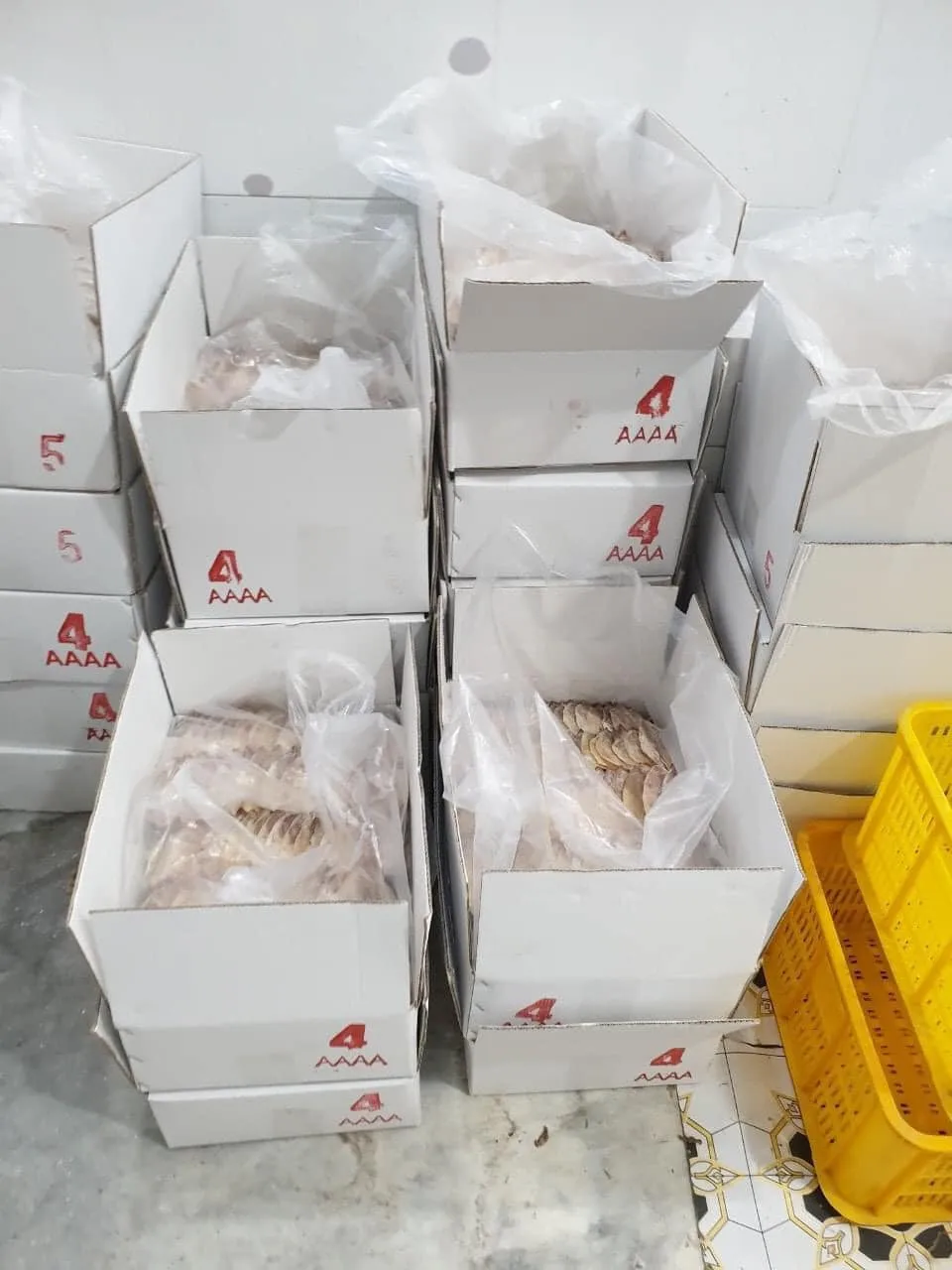 Primitive Dried Squid From Vietnam Flavor Of Frozen Shrimp,Scallop,And