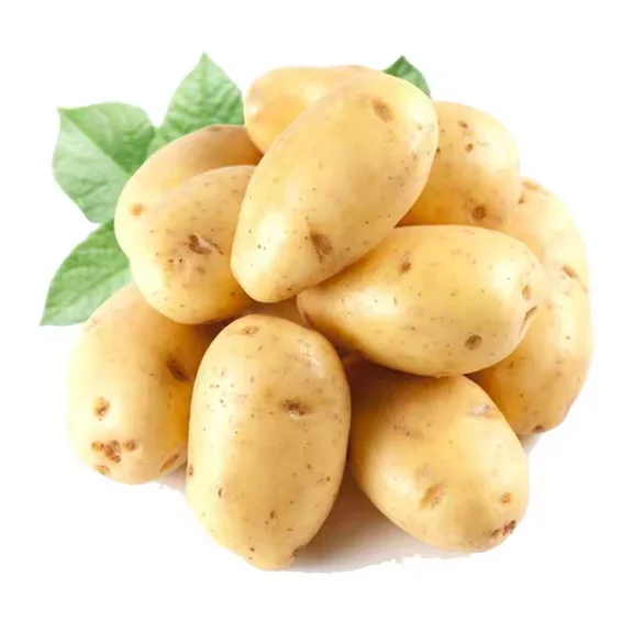 Органический ирландский картофель Ферма Свежий круглый тип выращивания