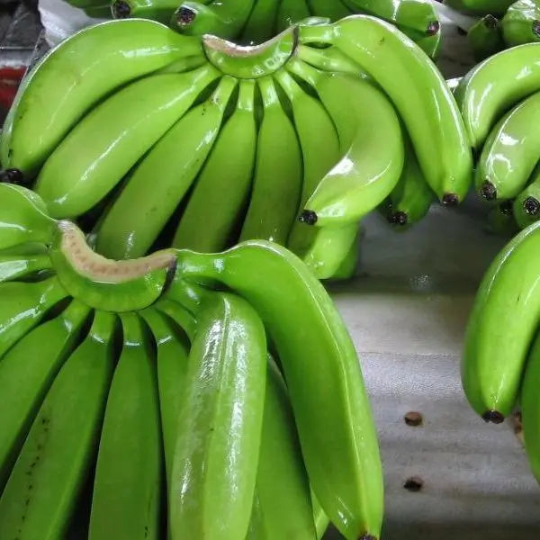 Only Banana And Plantains Available For Export Buy Fresh Bananas