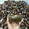 natural color of coconut shell