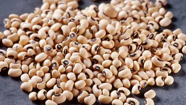 cowpea 6.jpg