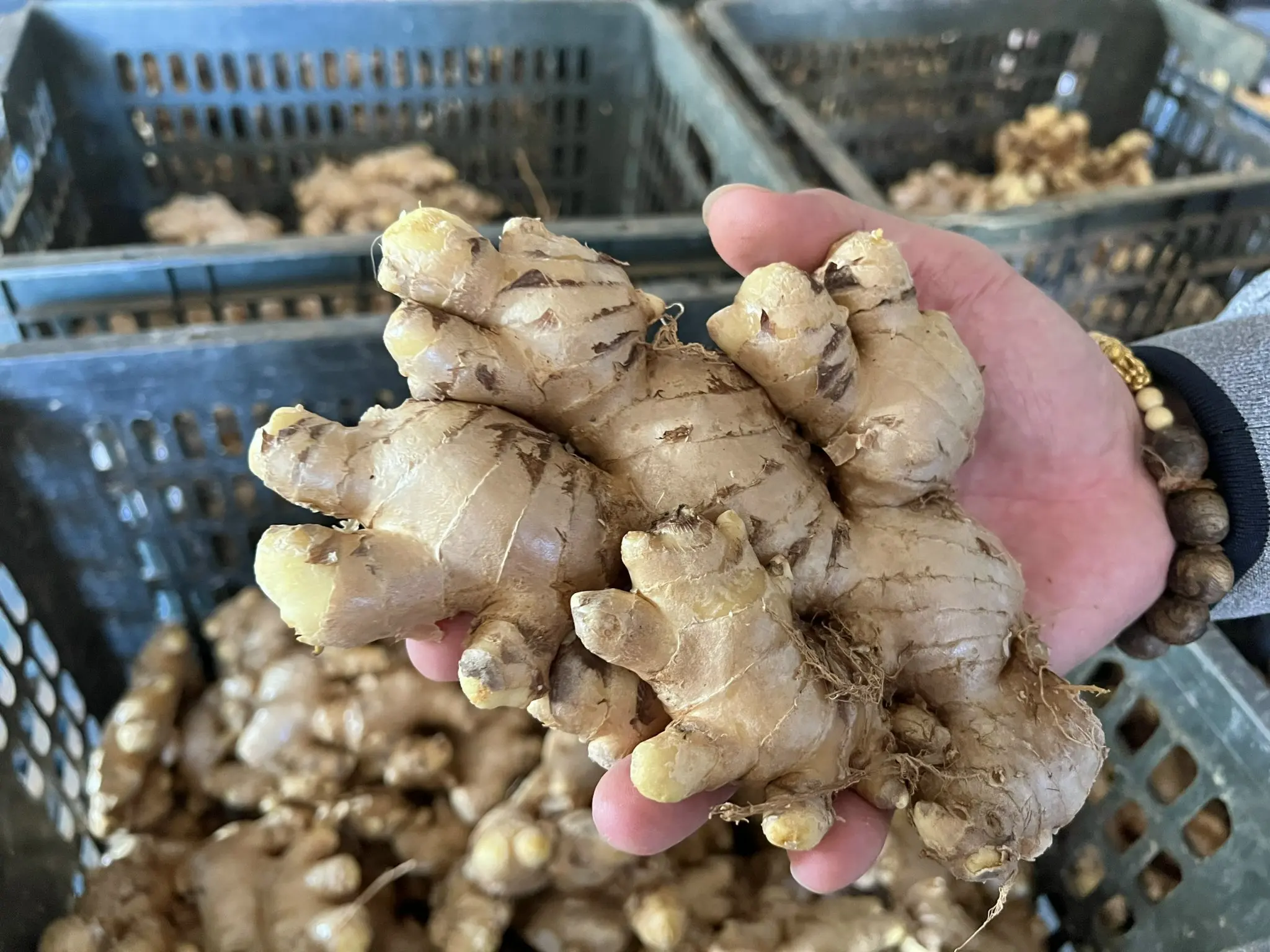 Vietnamese New Crop 2024 Fresh/dried Ginger Root Or Zinger With Top ...