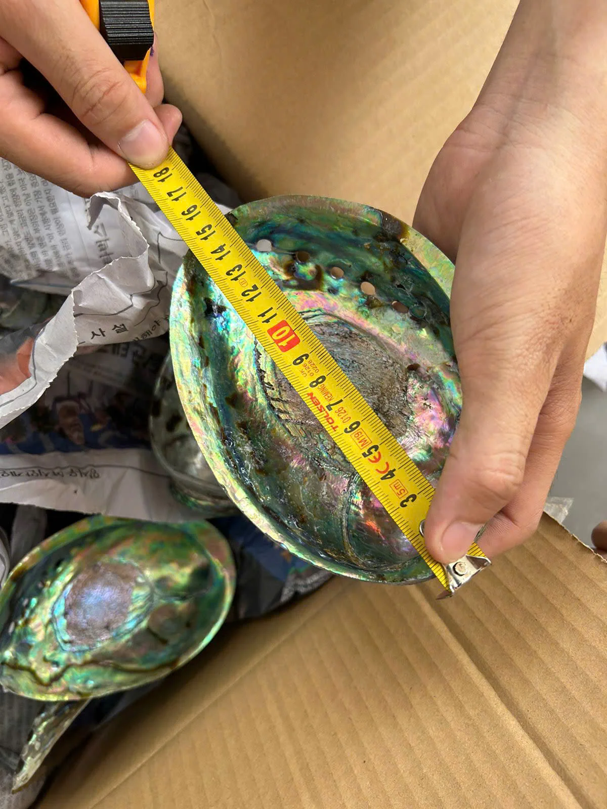 Large Polished Queen Snail Abalone Shells From Vietnam for Christmas Collection and Decoration - Caryln 0084935825297