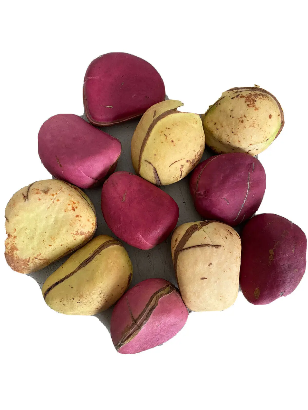 Organic Kola Nut / Bitter Kola Raw Bitter Kola For Health Use Cheap