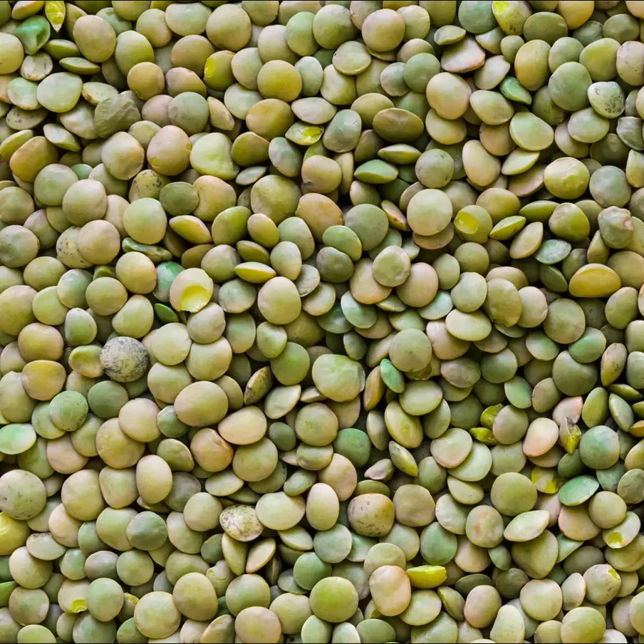 lentil10.png