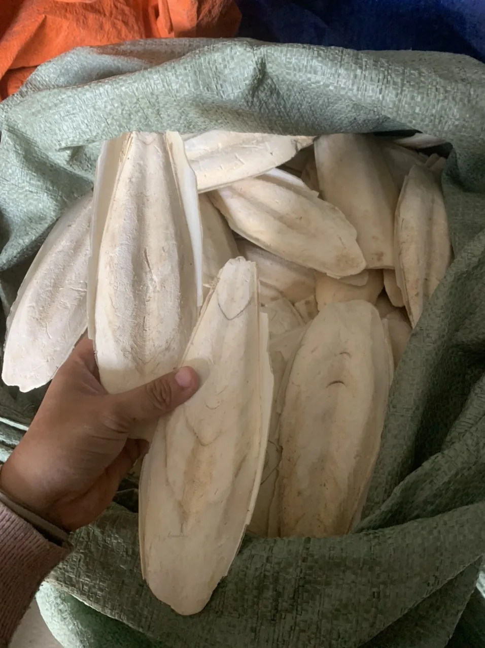 Wholesales Cuttlefish Bone for Pet with Cheap Price Top Grade Cuttlefish Bone for Sale
