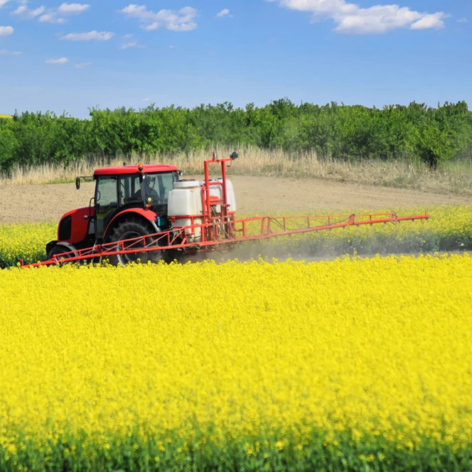 canola seeds (8).jpg