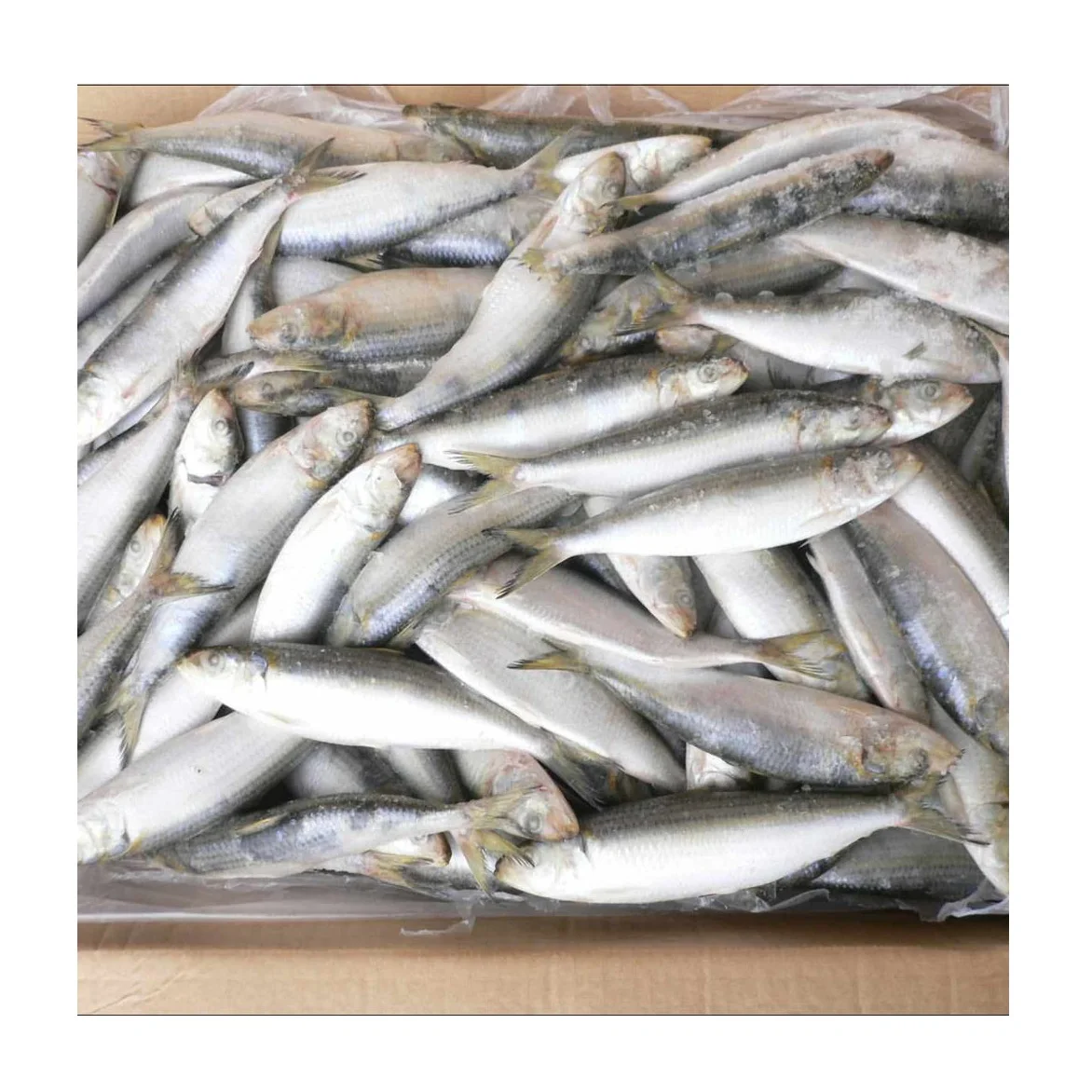 Bqf Sardines Frozen Sardine Bait Frozen Sardine Fish Buy Hot Product