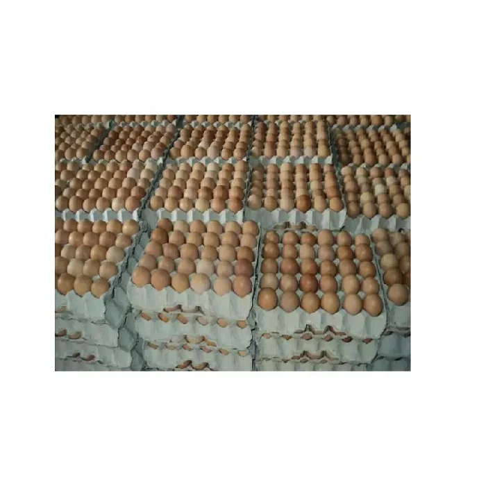 Fresh Chicken Table Eggs - Fertilized Hatching Chicken Eggs,White And