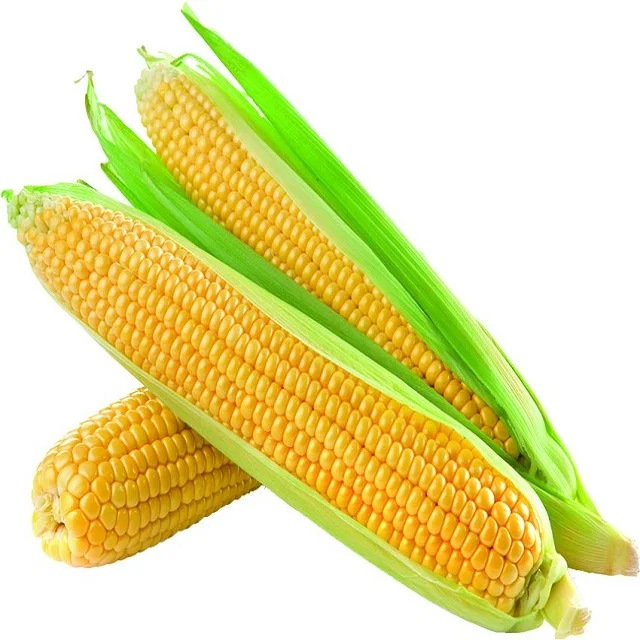 Dried Grade 2 Yellow Maize/Corn, Non-GMO, Fit for Human Consumption and Animal Feed