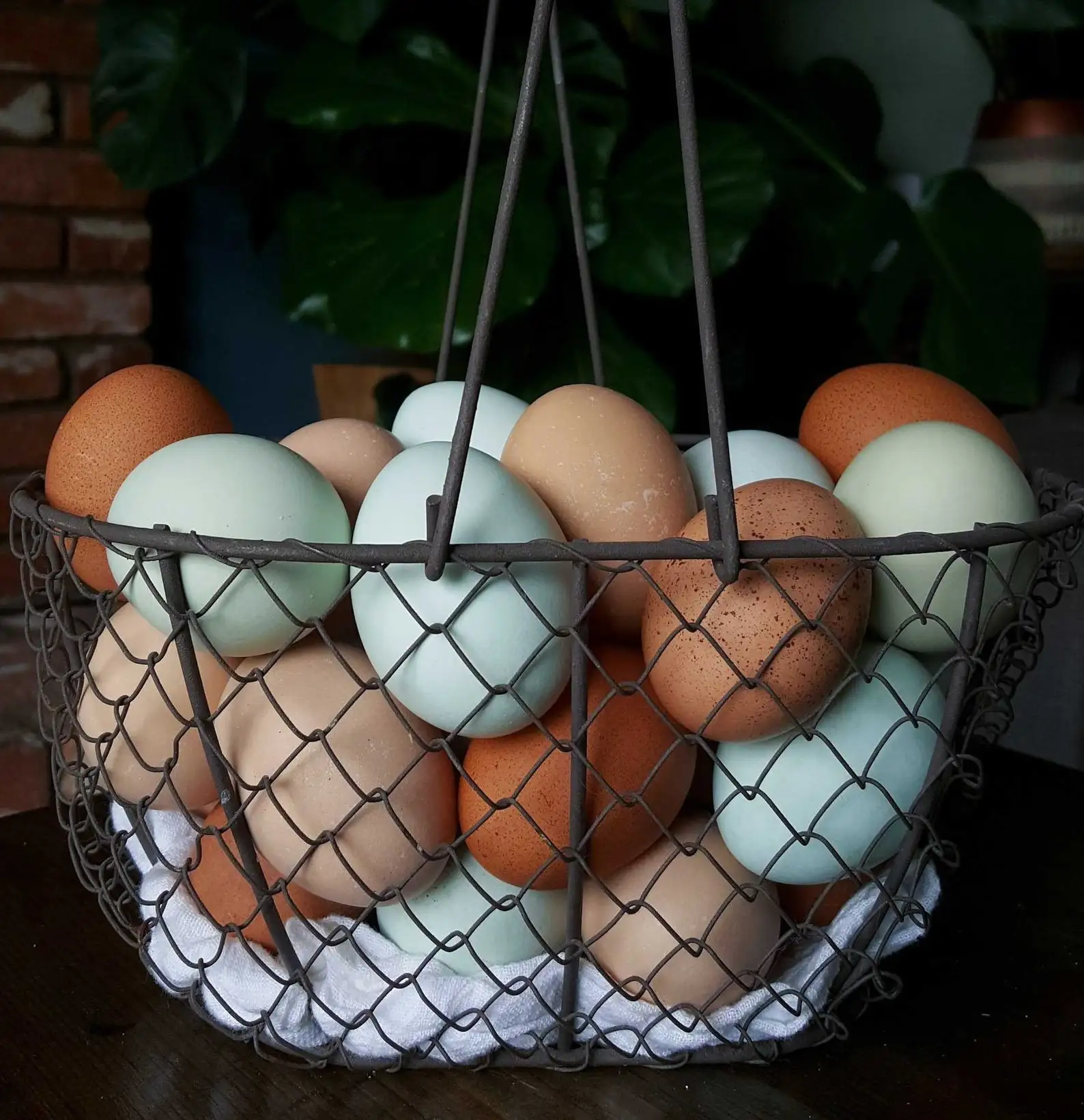 Fertilized Chicken Eggs/ Cobb 500 Broiler Chicken Eggs/fresh Cobb 700