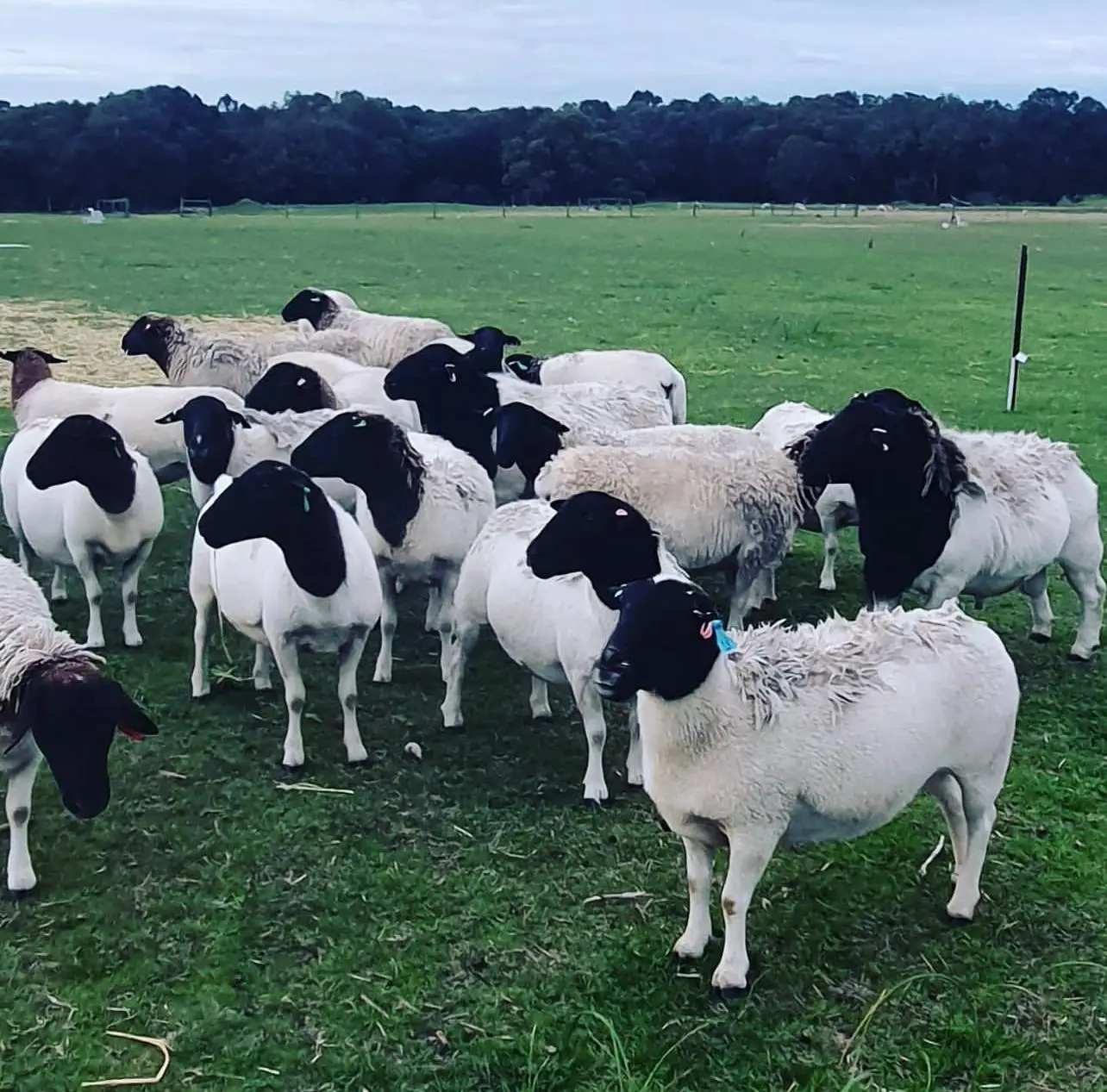 100 Full Blood Live Boer Goat Bulk Suppliers Boer Goats And Other Farm