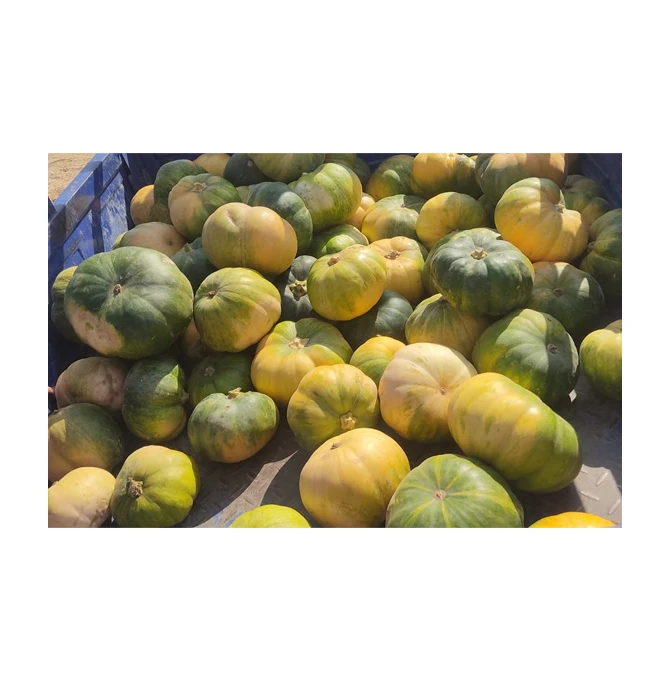Fresh pumpkin quality mature in 2021