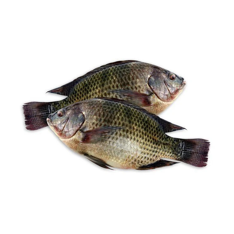 Fresh Tilapia Fish/ Frozen Tilapia Fish With Cheap Price Wholesale From