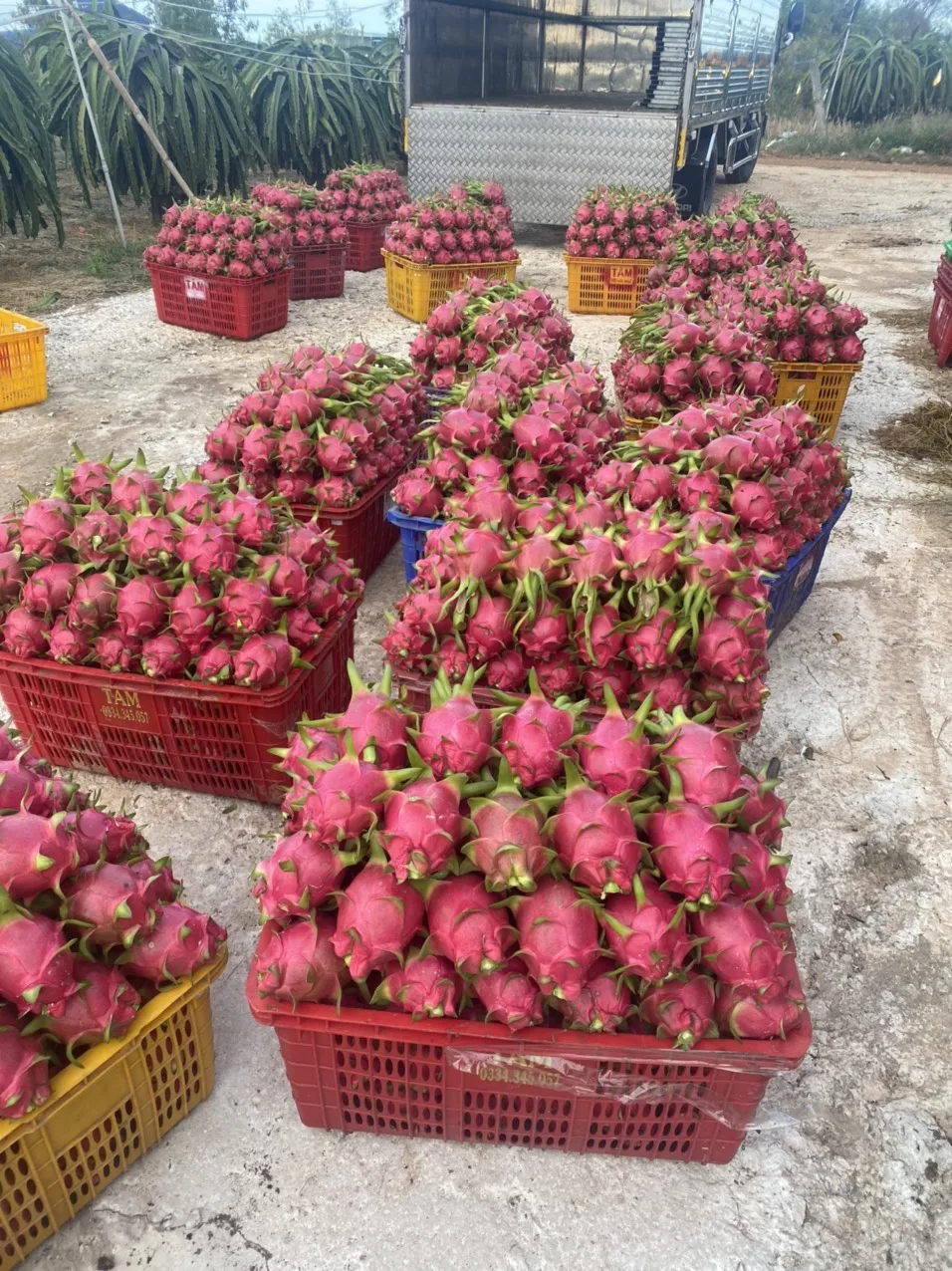 Sweet Taste Fresh Dragon Fruit From Vietnam With Standard Quality And