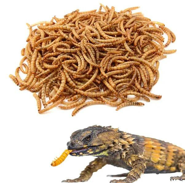 Dried Meal Worms/mealworms For Poultry Feed Animal Buy Meal Worms