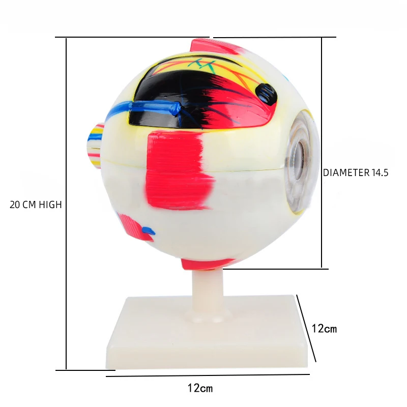product teaching resources medical science human eyeball model-5