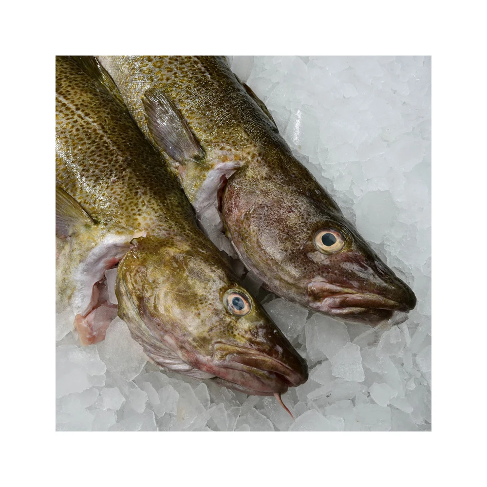 Fresh Atlantic Cod Fish Fillets Buy Online Wholesale Deal Manufacturer Bulk Stock Supplier Buy