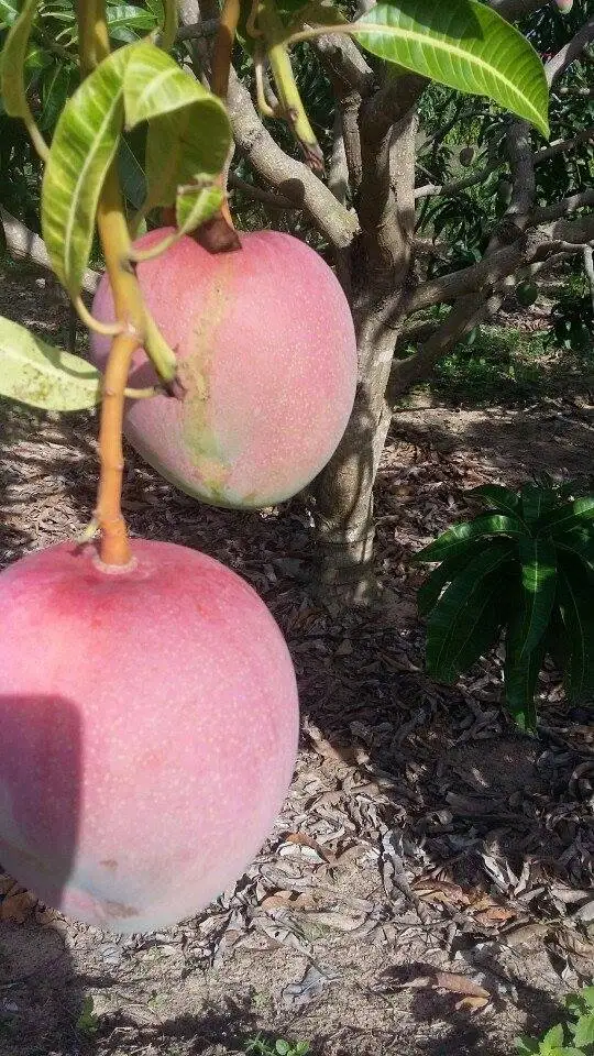 Premium Vietnam Fresh Mango Buy Mango Cutting Green Mango Fruit