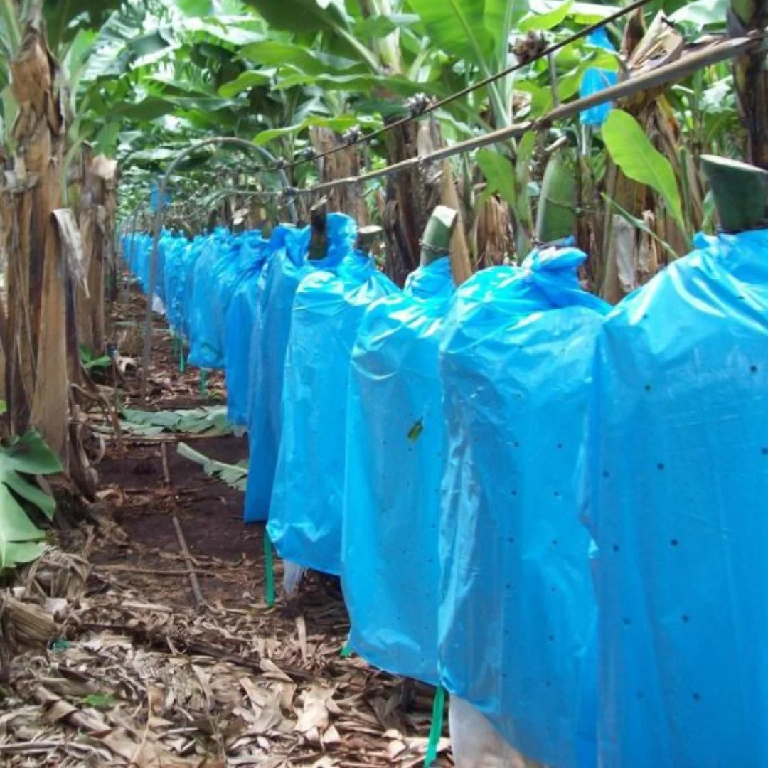 Factory Price UV Protection Cover Nonwoven Fruit Bag Banana Protection