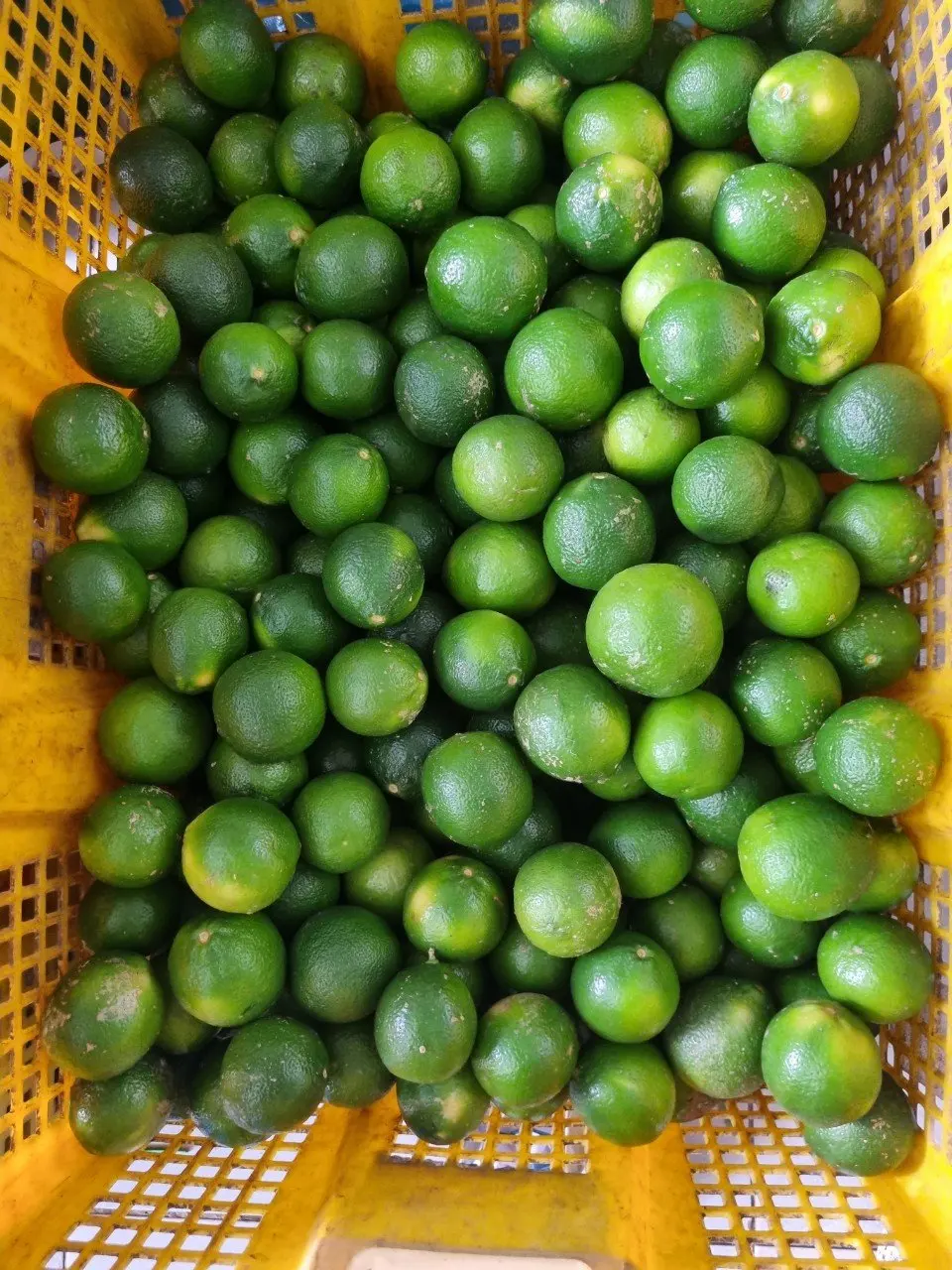 Fresh Seedless Lime Export From Vietnam - 100% Organic Lime Without ...