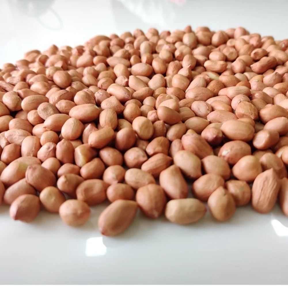 Wholesale Red Blanched Peanut Kernels Bold & Java Peanuts Dried Top Grade 25kgs Vacuum Packed China Origin