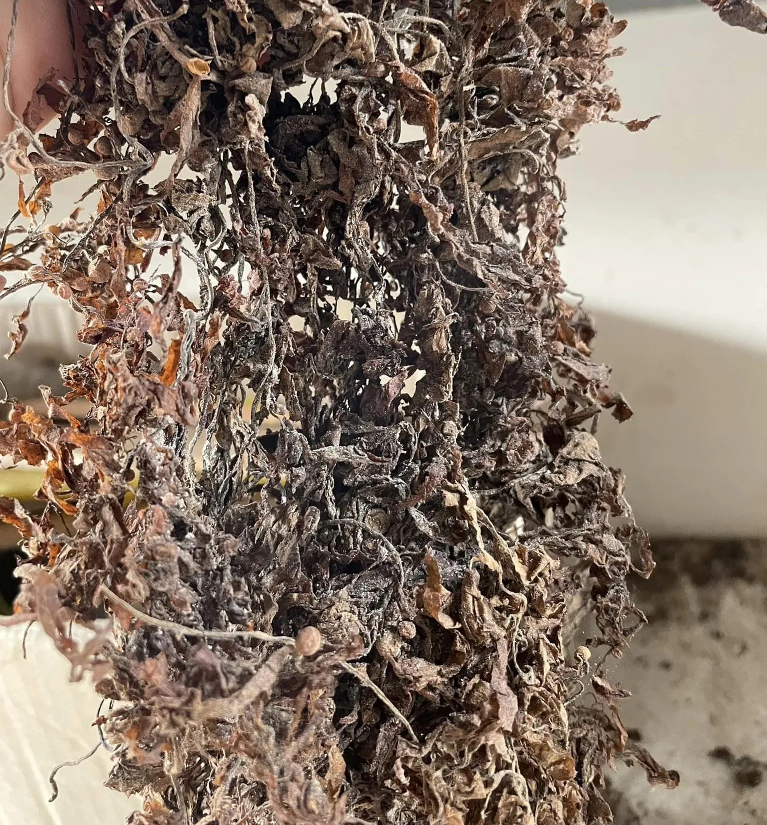 Hot Sell Natural Sargassum Seaweed - Brown Sargassum Seaweed Big Leaves ...