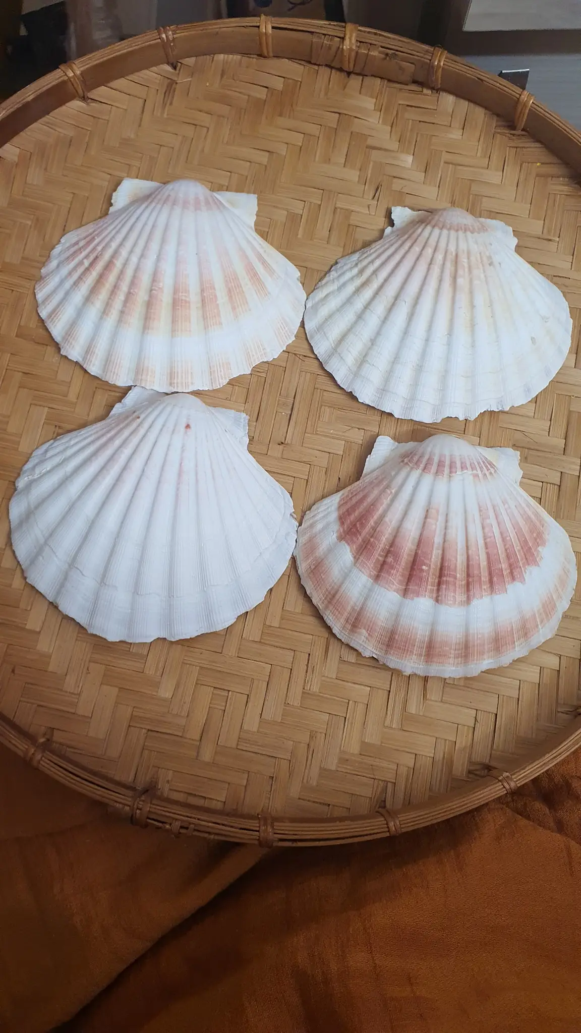 Sc Shaped Shell Seashells, Sea Snail Shells, Hermit Crab Shells Are Used for Jewelry ...