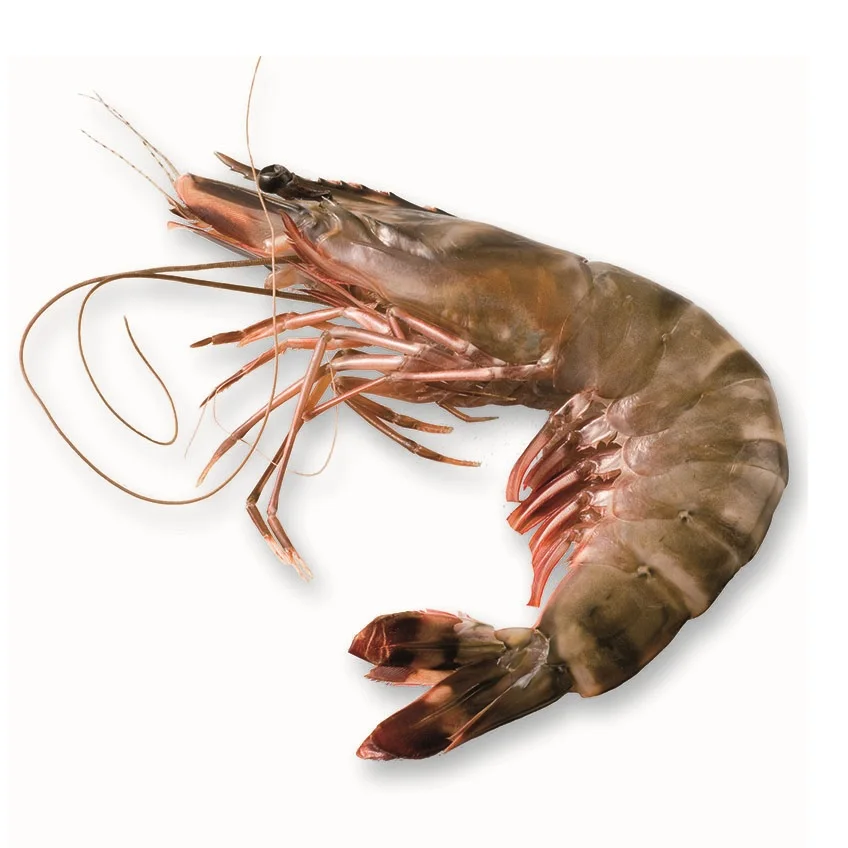 Fresh Tiger Prawns Wild Shrimps Buy Prawns Shrimps Black Tiger