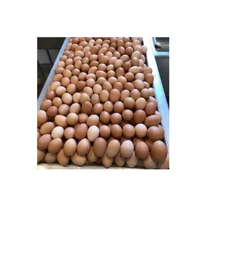 Buy Fresh Table Eggs Brown and White Wholesale Price