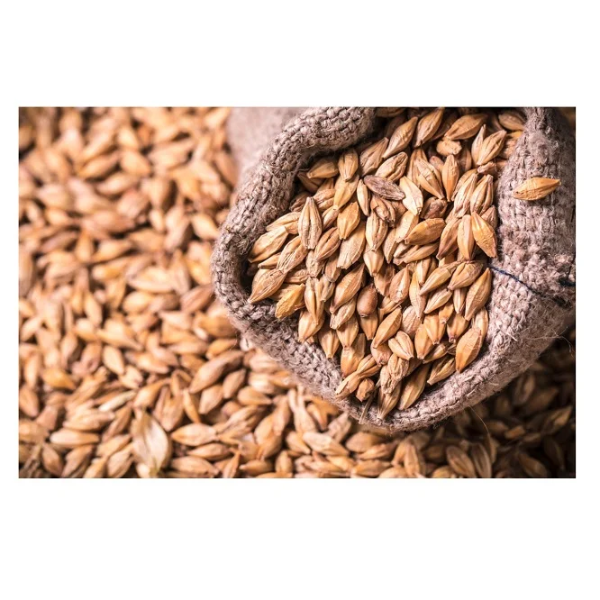 Barley Grains Premium Barley Seeds/animal Feed Barley/bulk Barley
