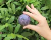 Lepidolite