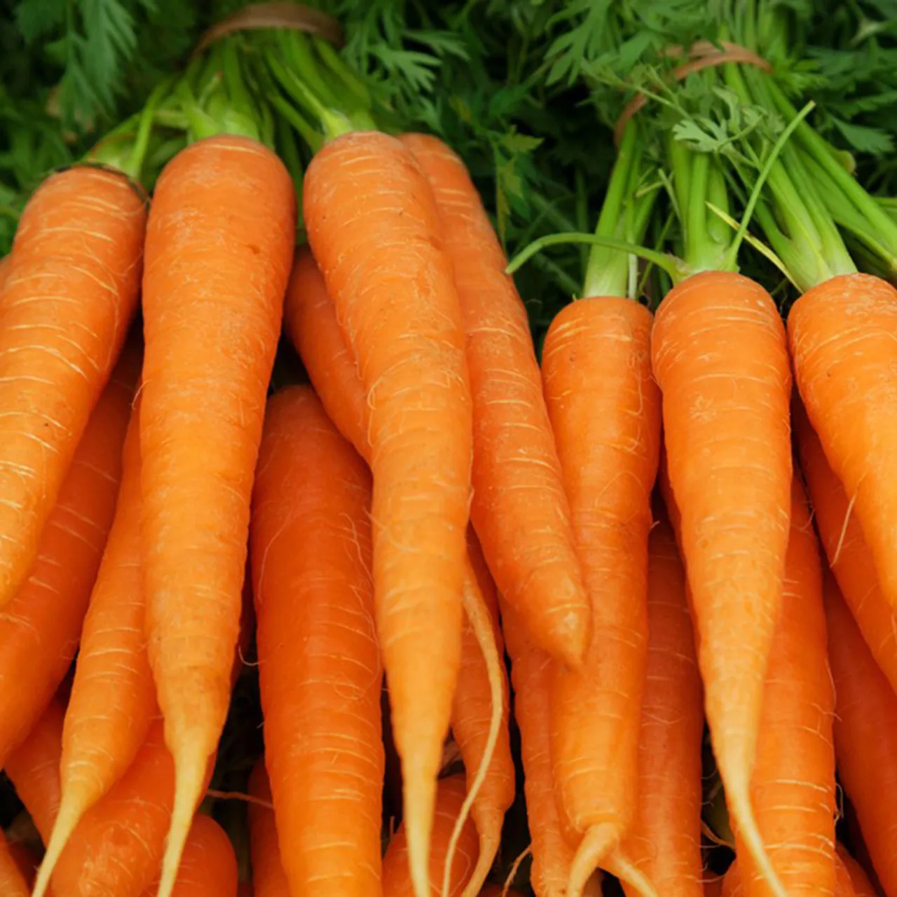 High Quality Carrots/ Wholesale Fresh Red Carrot Organic Fresh Carrots for Sale
