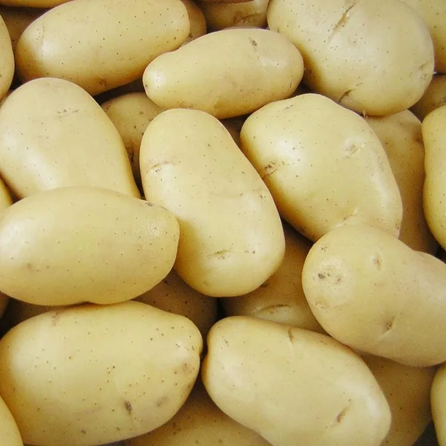 Картофель экспорт оптом по лучшей цене высококачественный картофель новейшие овощи урожая