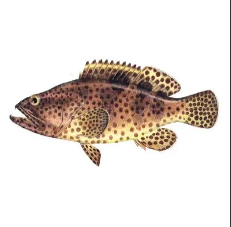 Fresh / Frozen Grouper Fish Buy Frozen Grouper,Frozen Hairtail Fish