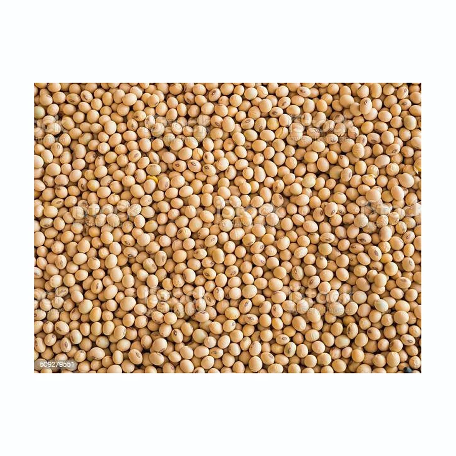 High Grade Soybeans / White Hilum Soyabean Soy Beans Seeds Non Gmo